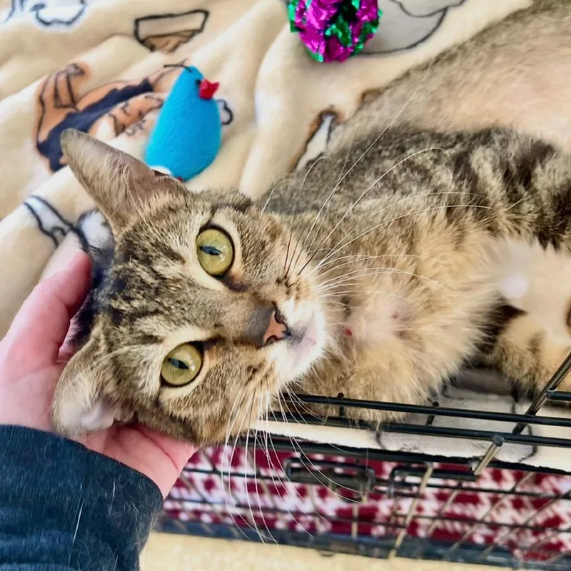 An adult medium-sized male Brown / Chocolate Domestic Short Hair cat named Ronaldo for adoption in Deerfield, IL