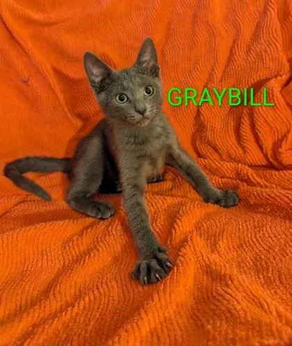 A baby small-sized male Domestic Short Hair cat named Graybill for adoption in Sacramento, CA