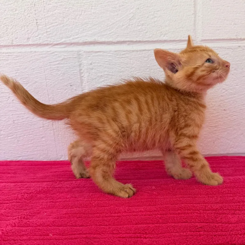A baby small-sized male Orange / Red Domestic Short Hair cat named Pebbles for adoption in Evensville, TN