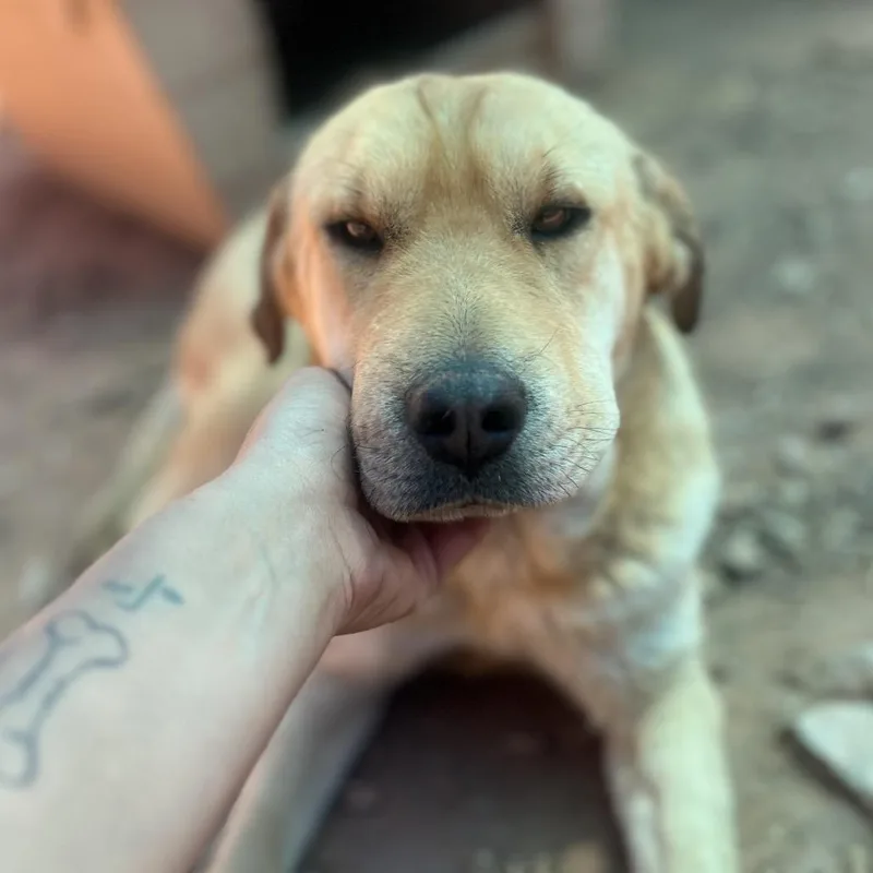 An adult medium-sized female Yellow / Tan / Blond / Fawn Shar-Pei dog named Sony for adoption in Moab, UT