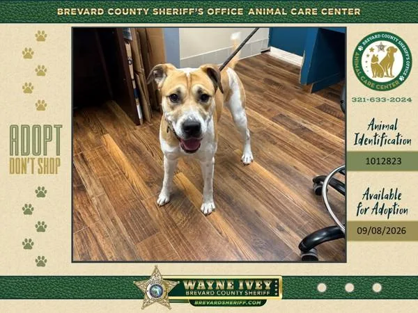 A young large-sized male Mixed Breed dog named Chuck for adoption in Melbourne, FL
