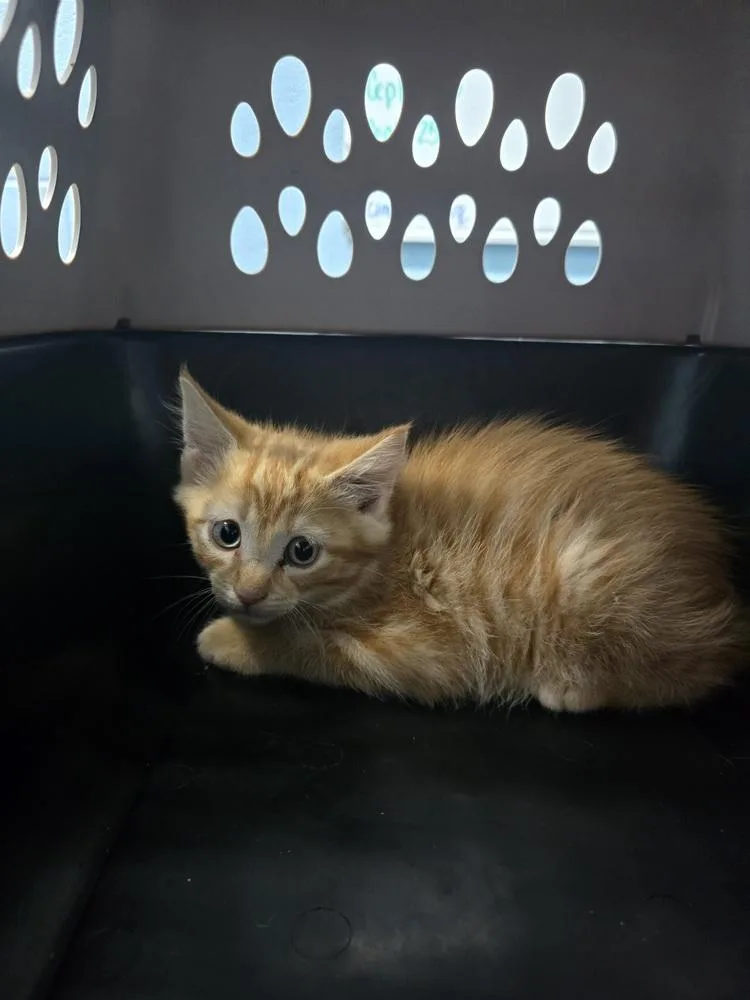 A baby small-sized male Tabby (Orange / Red) Domestic Short Hair cat named Corey for adoption in Evansville, IN