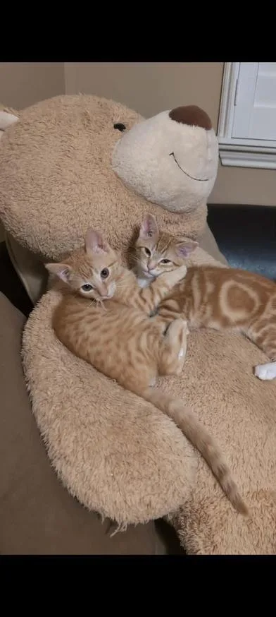 A baby medium-sized male Tabby (Orange / Red) Domestic Short Hair cat named Winston for adoption in Liverpool, TX