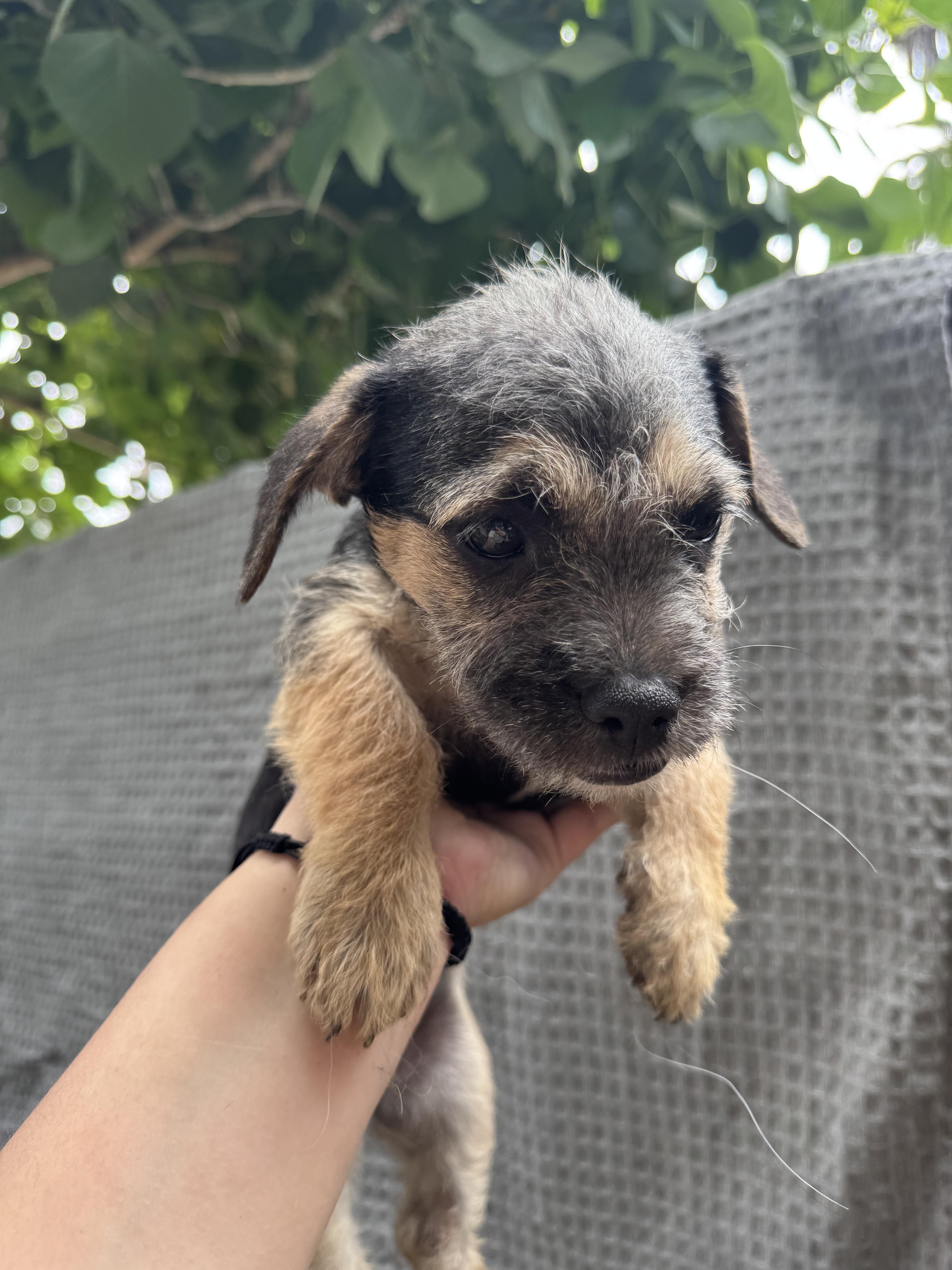 A baby small-sized female Tricolor (Brown, Black, & White) Terrier dog named Wrigley for adoption in Los Angeles, CA