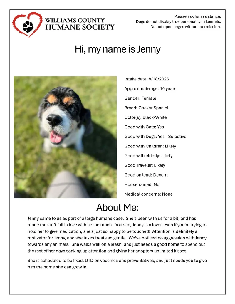 A senior medium-sized female Black Cocker Spaniel dog named Jenny for adoption in Bryan, OH