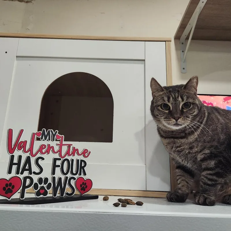 An adult medium-sized female Brown / Chocolate Domestic Short Hair cat named Lady Danbury for adoption in Middle Village, NY