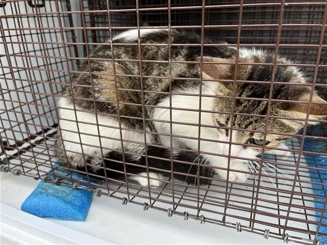 An adult large-sized female Domestic Short Hair cat named A for adoption in Houston, TX