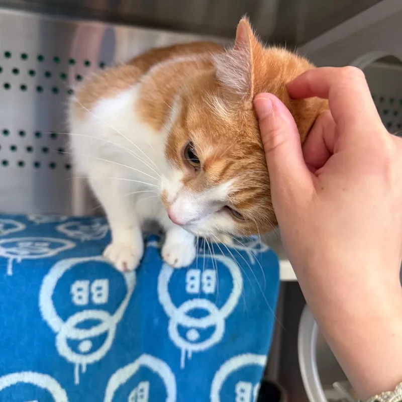 A senior large-sized male Orange / Red Domestic Short Hair cat named Dennis for adoption in Pittsburgh, PA