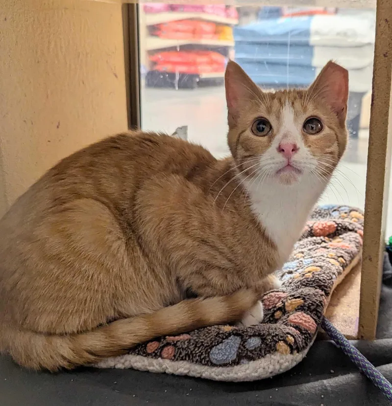A young small-sized male Domestic Short Hair cat named Lando for adoption in Seven Valleys, PA