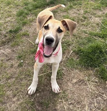 A baby small-sized female Great Dane dog named Carmit for adoption in St. Anne, IL