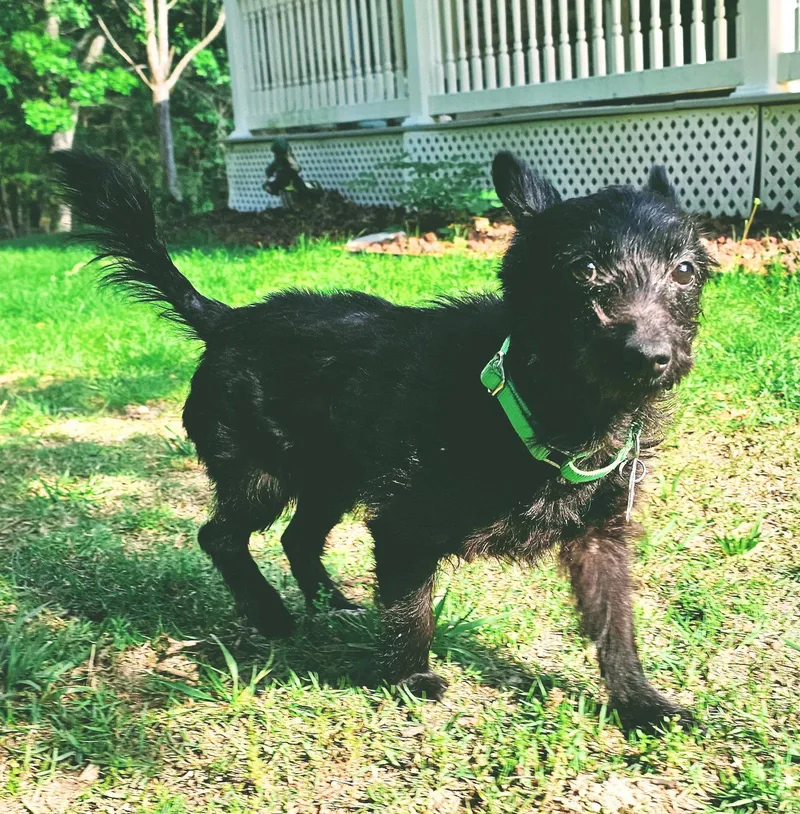 An adult small-sized female Schnauzer dog named Samara for adoption in St. Louis, MO