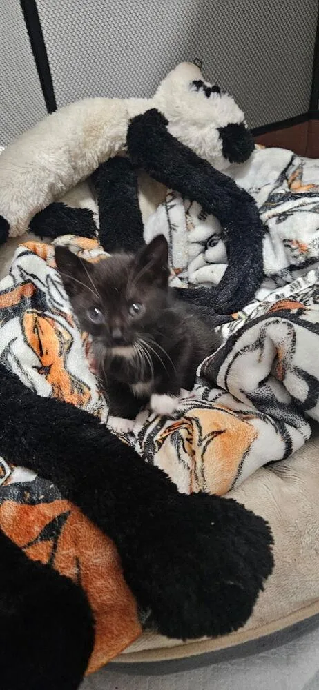 A baby small-sized male Black & White / Tuxedo Domestic Short Hair cat named Hayden for adoption in Poplar Grove, IL