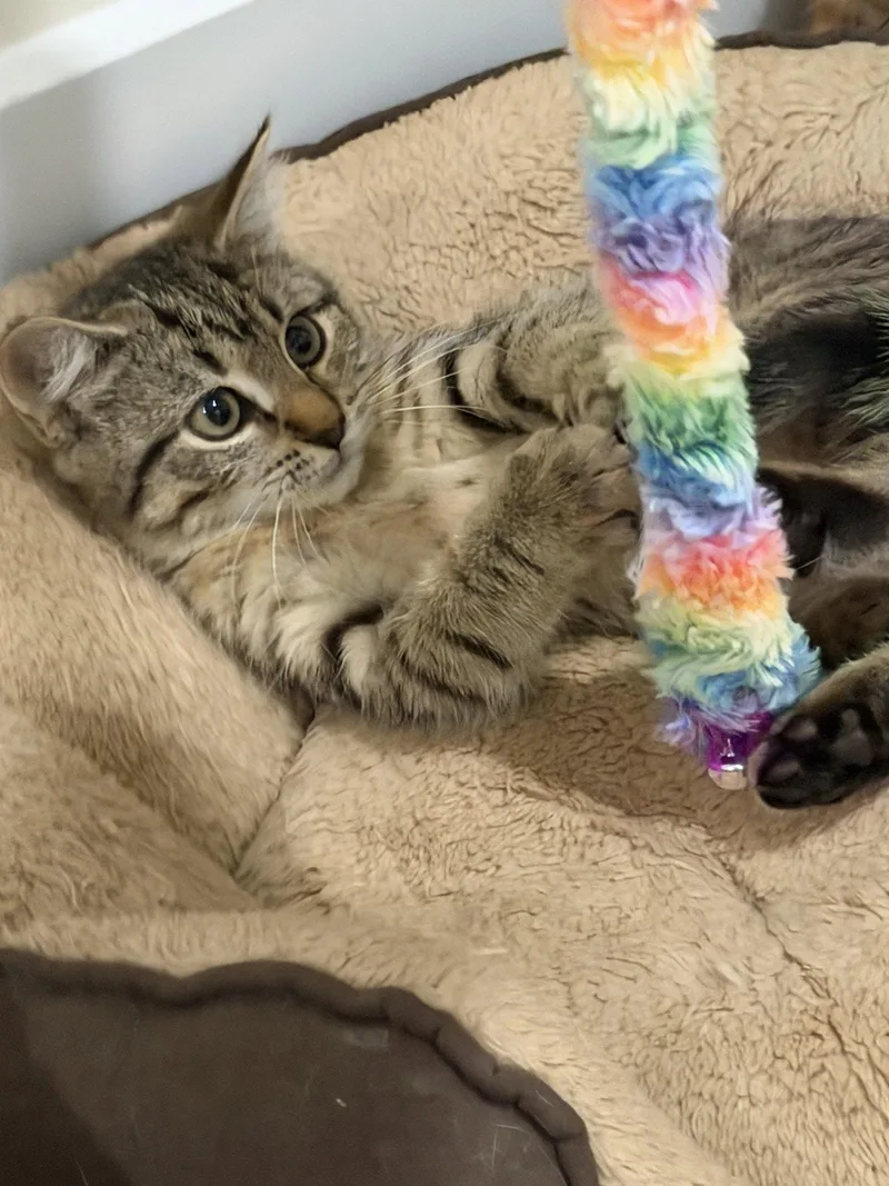 A baby medium-sized female Domestic Short Hair cat named Abigail  Willow Grove for adoption in Greenville, DE