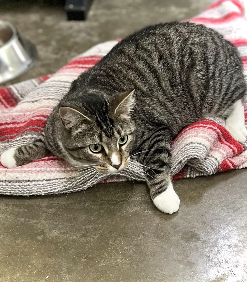 Dolly Purrton thumbnail 2