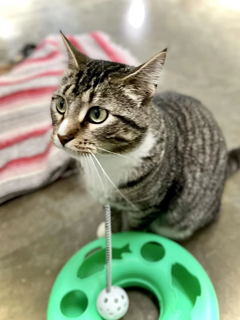 Dolly Purrton thumbnail 3