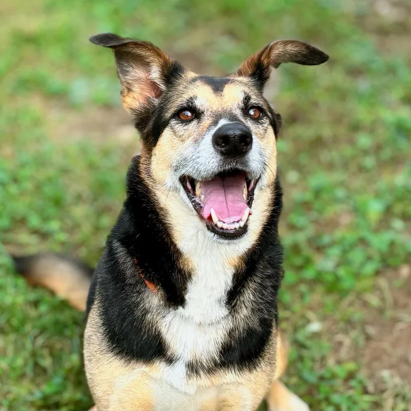 A senior medium-sized female Yellow / Tan / Blond / Fawn Shepherd dog named Gillie for adoption in Nashville, IN