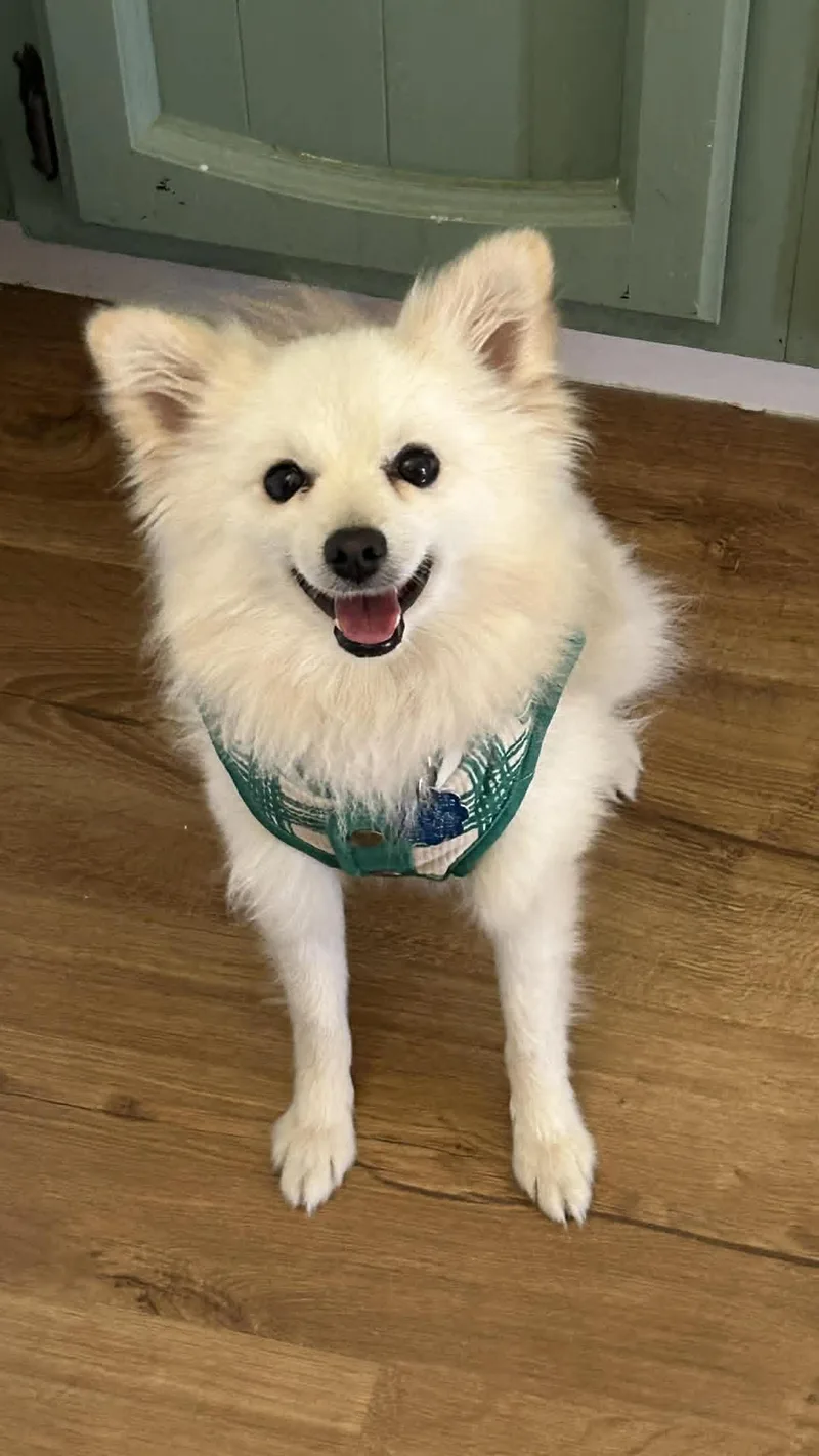 An adult small-sized male Apricot / Beige Pomeranian dog named Peanut for adoption in Manhattan, KS