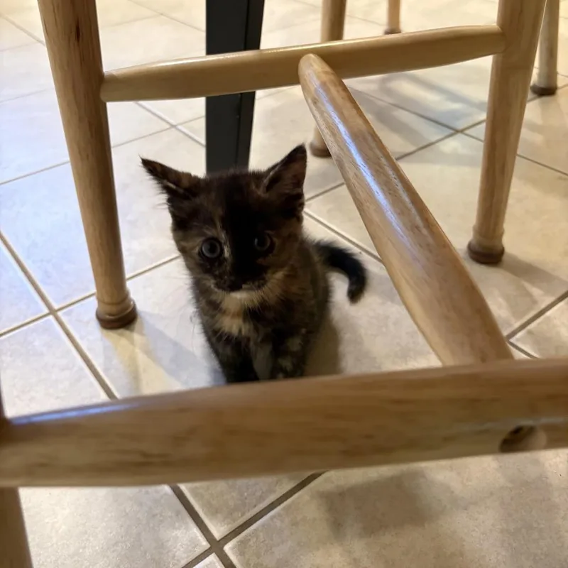 A baby small-sized female Tortoiseshell Domestic Short Hair cat named Soy Sauce for adoption in North Branford, CT