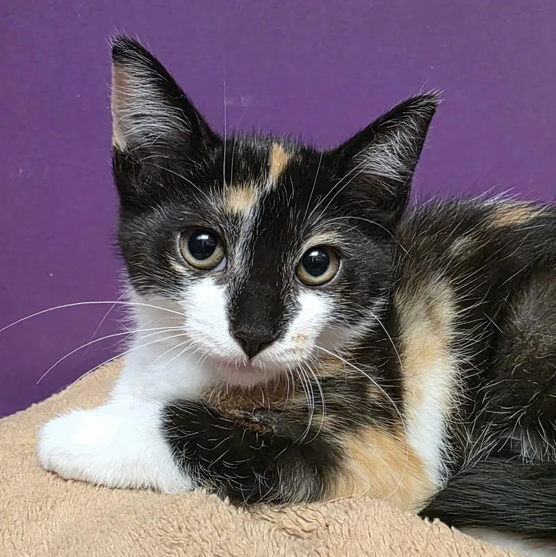 A baby medium-sized female Calico Domestic Short Hair cat named Algorithm for adoption in Pontiac, MI
