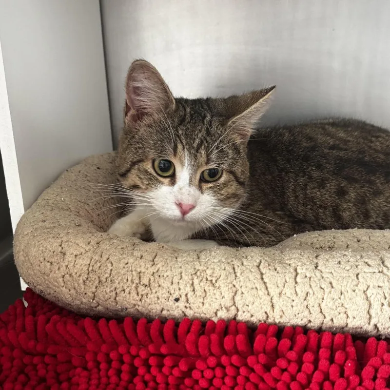An adult medium-sized male Brown / Chocolate Domestic Short Hair cat named Aster for adoption in South Haven, MI