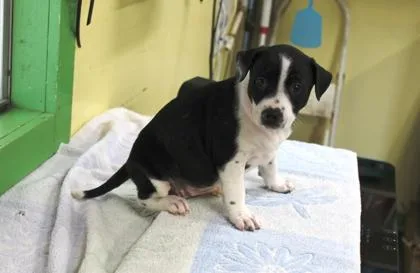 A baby medium-sized female Cattle Dog dog named Ilana for adoption in Picayune, MS