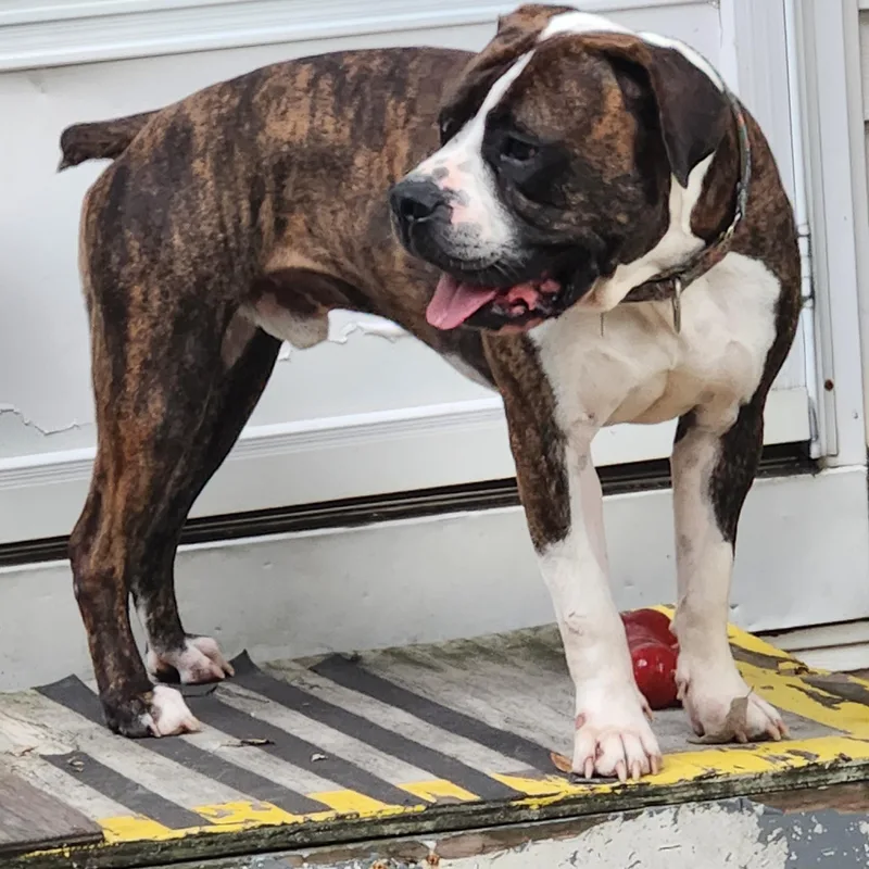 Sebastian thumbnail 3