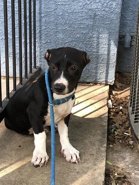 A baby small-sized male Mixed Breed dog named Roger for adoption in Dallas, TX