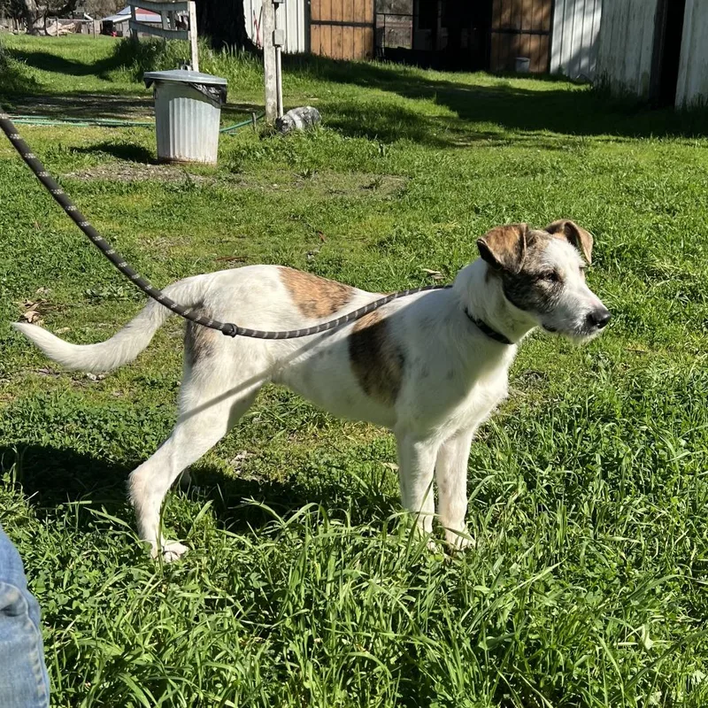 An adult medium-sized male White / Cream Irish Wolfhound dog named Mason for adoption in Sonoma, CA