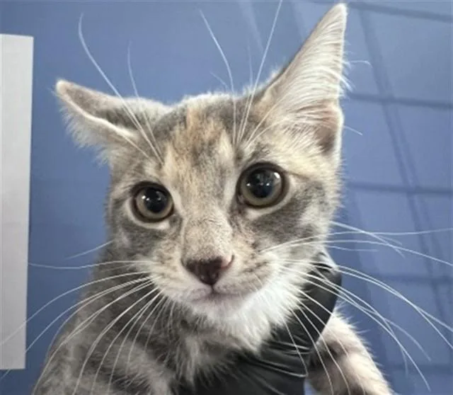 A baby small-sized female Domestic Short Hair cat named Hope for adoption in San Bernardino, CA