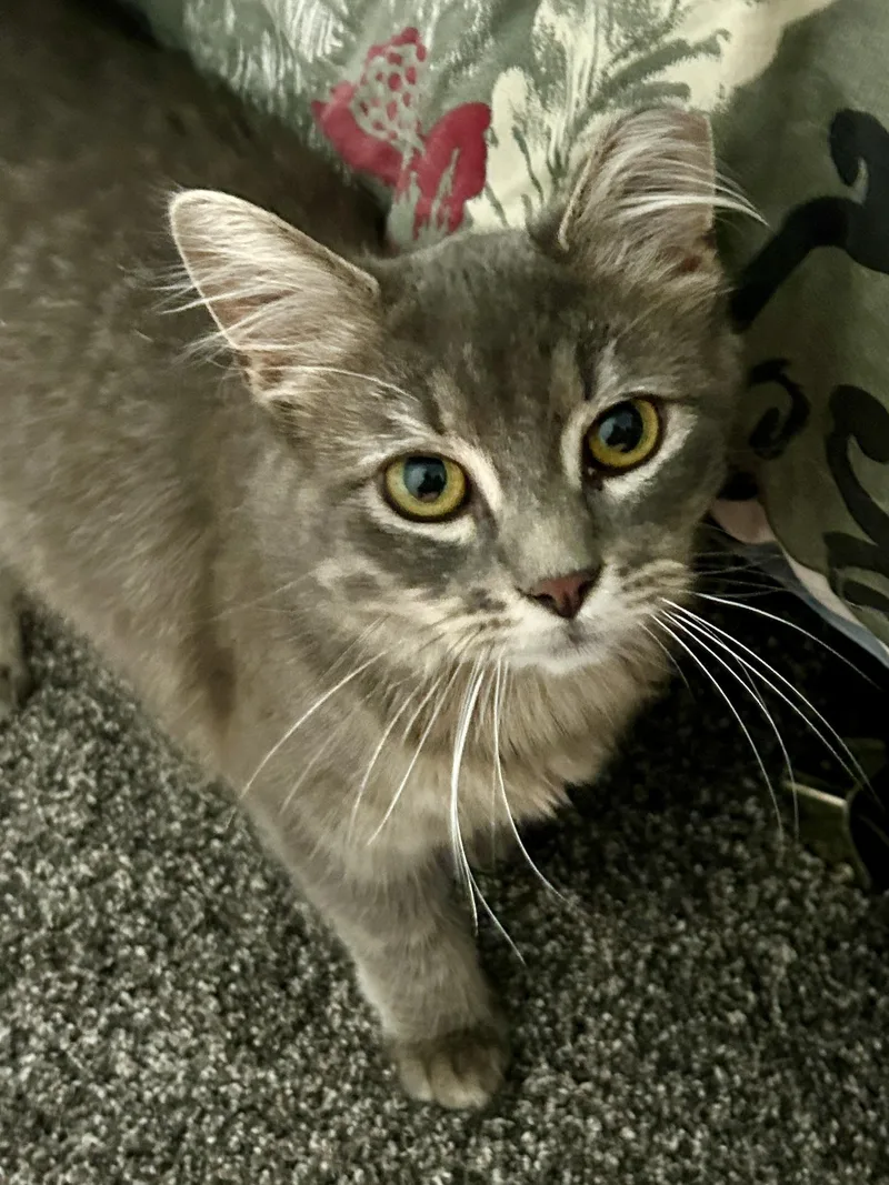A young medium-sized female Gray / Blue / Silver Domestic Long Hair cat named Fluffer for adoption in Sauk City, WI
