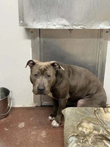 An adult medium-sized male American Staffordshire Terrier dog named Blue for adoption in Aberdeen, SD