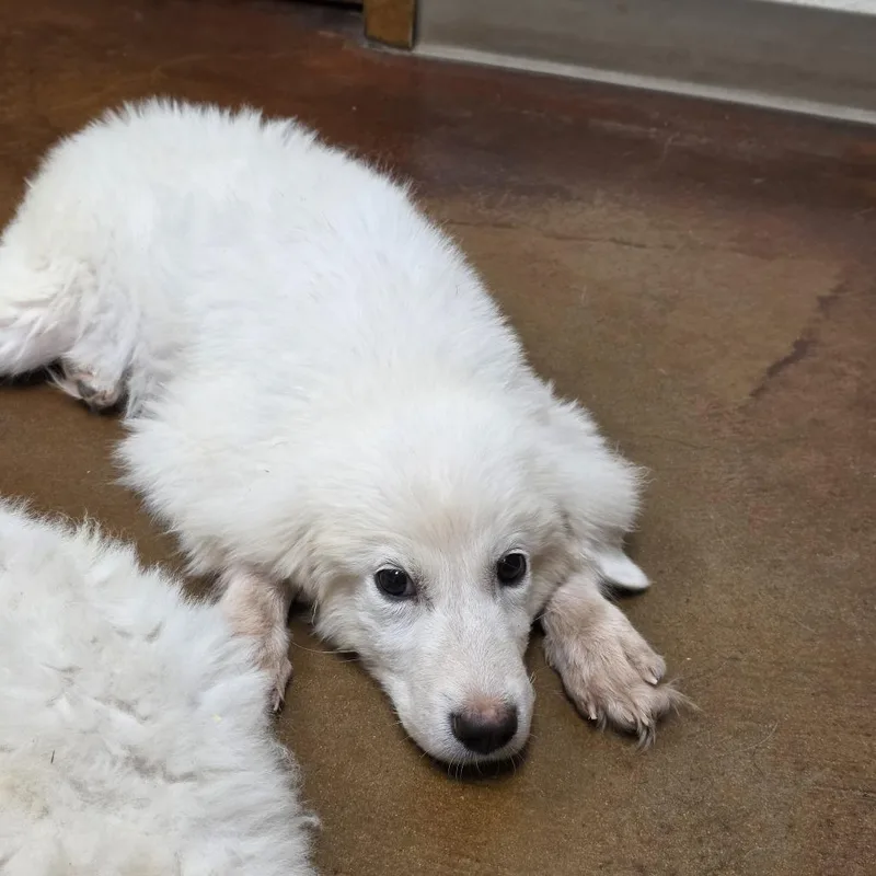 A young large-sized male Great Pyrenees dog named Drew for adoption in Midland, TX
