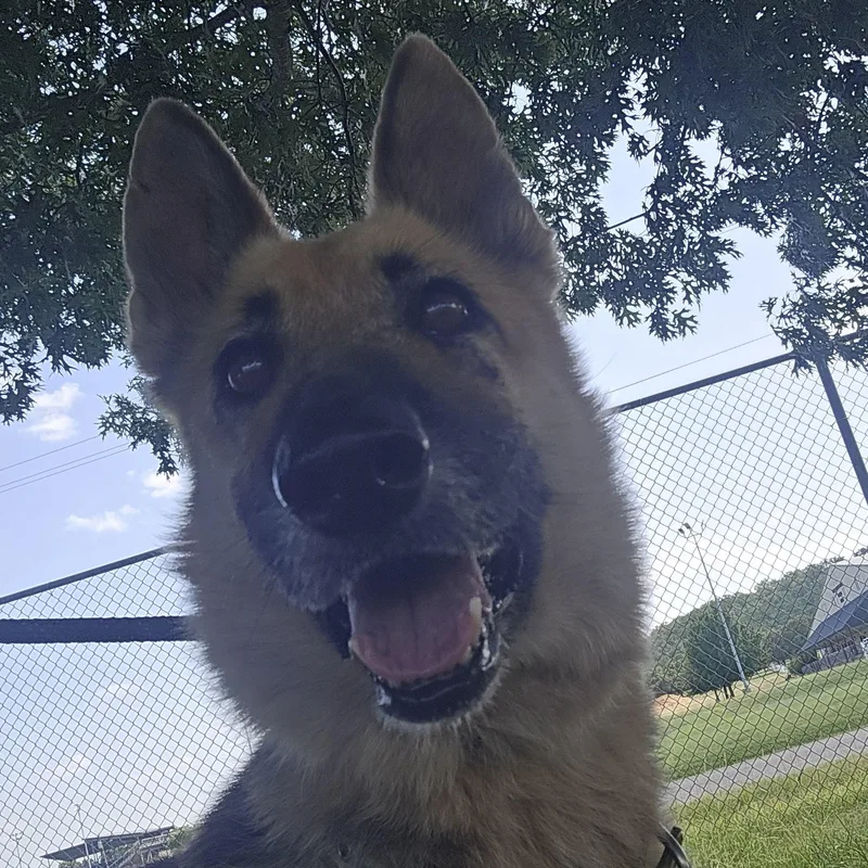 A senior large-sized female Bicolor German Shepherd Dog dog named Harper for adoption in Graham, TX