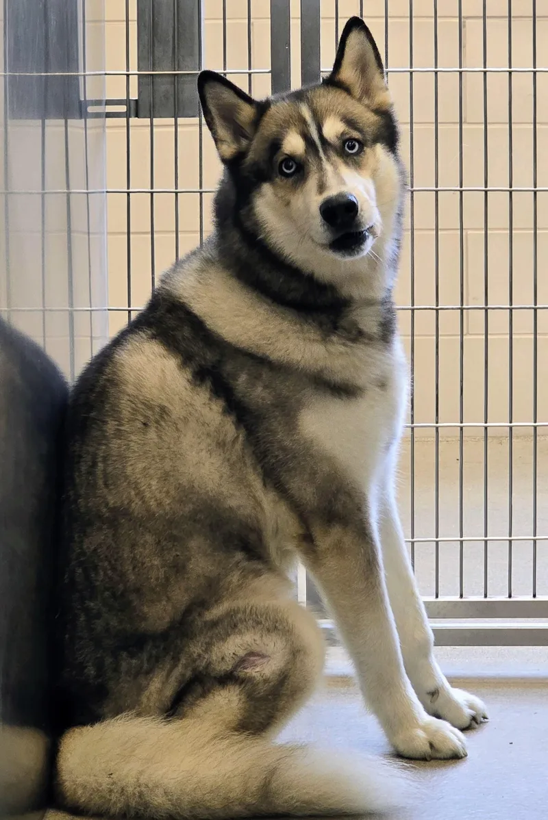An adult large-sized male Black Siberian Husky dog named 26-371 for adoption in Amityville, NY