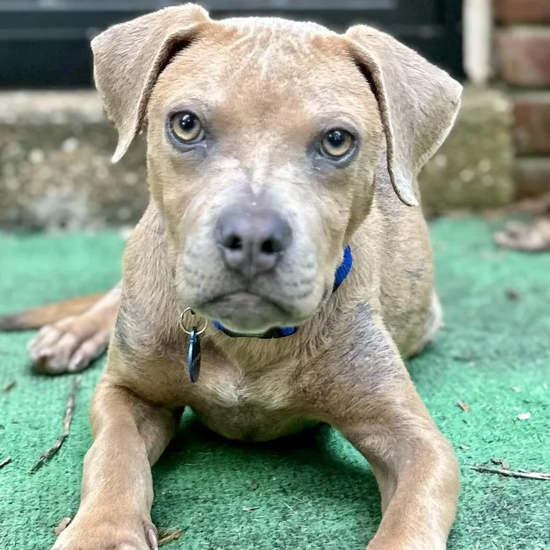 A baby medium-sized male Apricot / Beige Mixed Breed dog named Cody for adoption in Tunica, MS