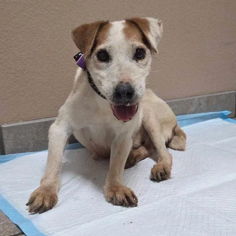 A senior small-sized female White / Cream Jack Russell Terrier dog named Ruby for adoption in Allen, TX