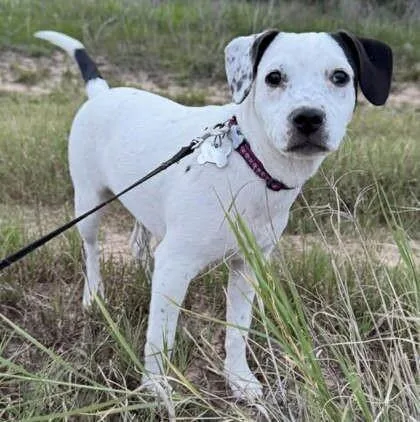 A young medium-sized female White / Cream Labrador Retriever dog named Nebraska for adoption in Houston, TX