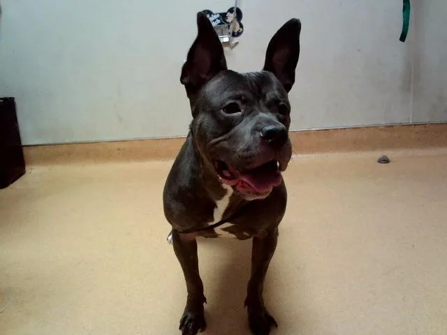 An adult large-sized female Pit Bull Terrier dog named Etta for adoption in Martinez, CA