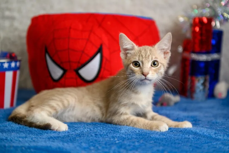 A baby small-sized male Domestic Short Hair cat named Lovett for adoption in Roanoke, TX