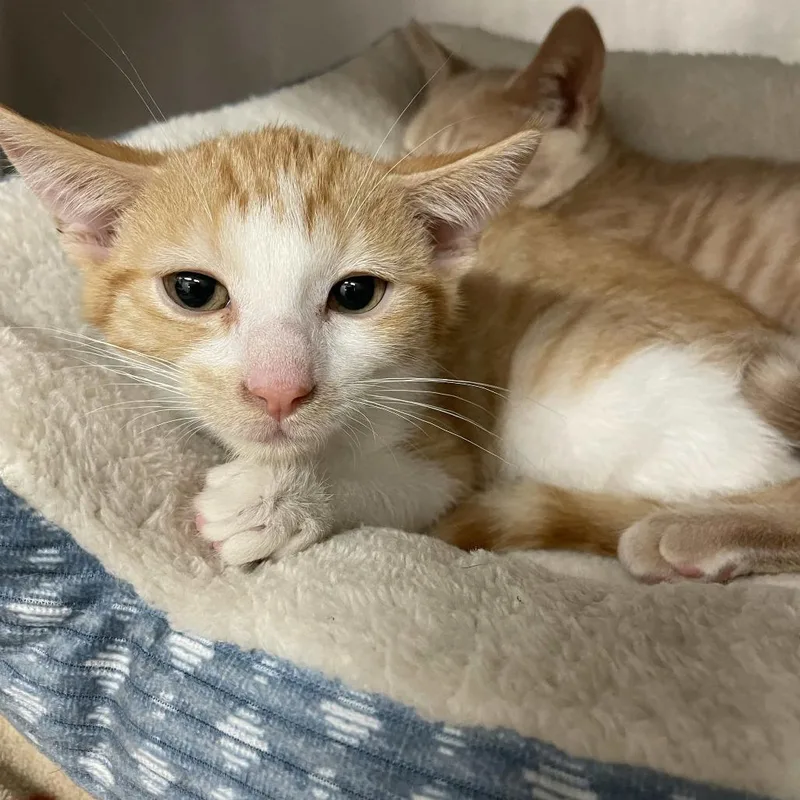 A baby small-sized male Orange / Red Domestic Short Hair cat named Taco for adoption in Beaumont, TX