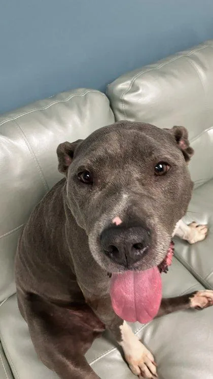 A senior large-sized female Mixed Breed dog named Nova for adoption in Cincinnati, OH