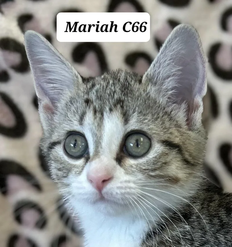 A baby medium-sized female Tabby (Brown / Chocolate) Domestic Short Hair cat named Mariah for adoption in Morganton, NC