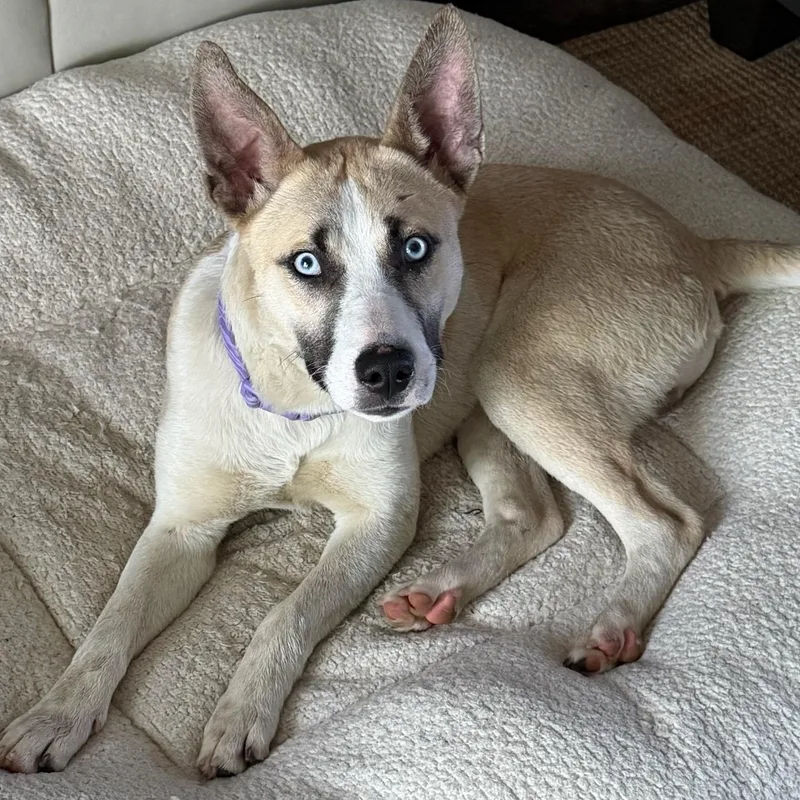 A baby medium-sized male Yellow / Tan / Blond / Fawn Husky dog named Romalo for adoption in Traverse City, MI