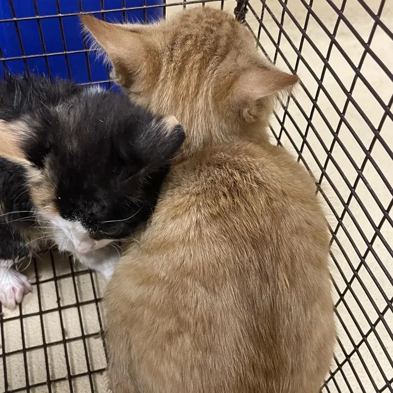 A baby small-sized male Orange / Red Domestic Short Hair cat named Tapioca Pudding for adoption in Winston-Salem, NC