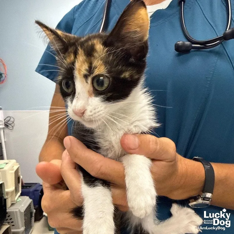 A baby medium-sized female Domestic Short Hair cat named Willow for adoption in Washington, DC
