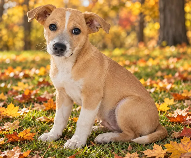 A young small-sized male White / Cream Chihuahua dog named Dash for adoption in Oakland, MI
