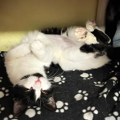 An adult small-sized female Domestic Short Hair cat named Tessa for adoption in Wheaton, IL