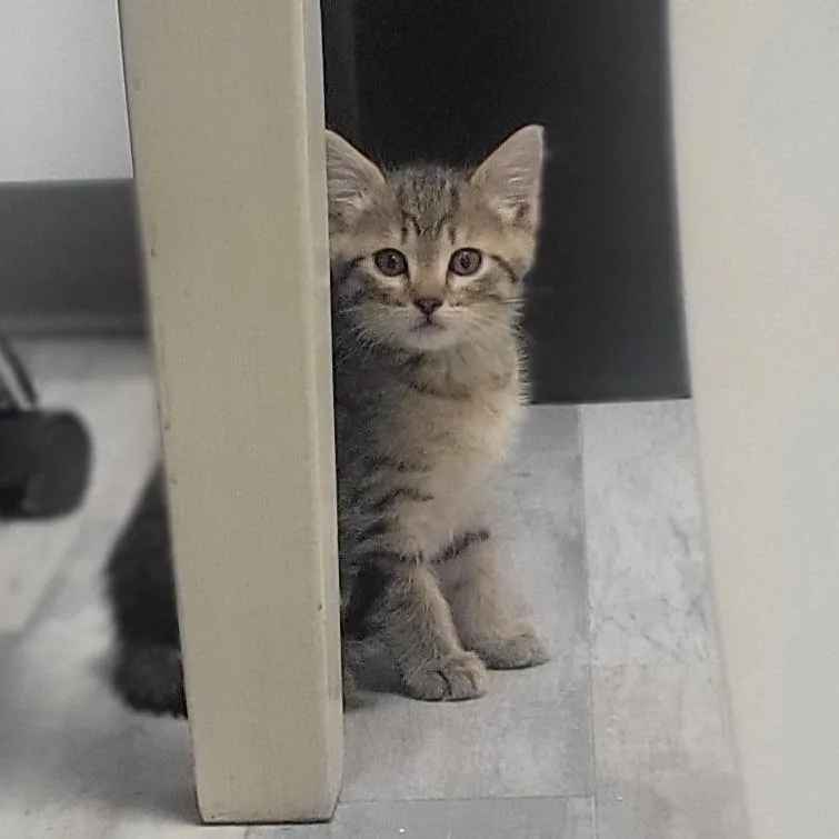 A baby small-sized male Brown / Chocolate Domestic Short Hair cat named Stan for adoption in Rochester, MN