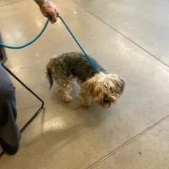 An adult small-sized male Black Yorkshire Terrier dog named YORKStray for adoption in York, PA