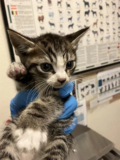 A baby small-sized male Domestic Short Hair cat named Chili for adoption in Long Beach, CA
